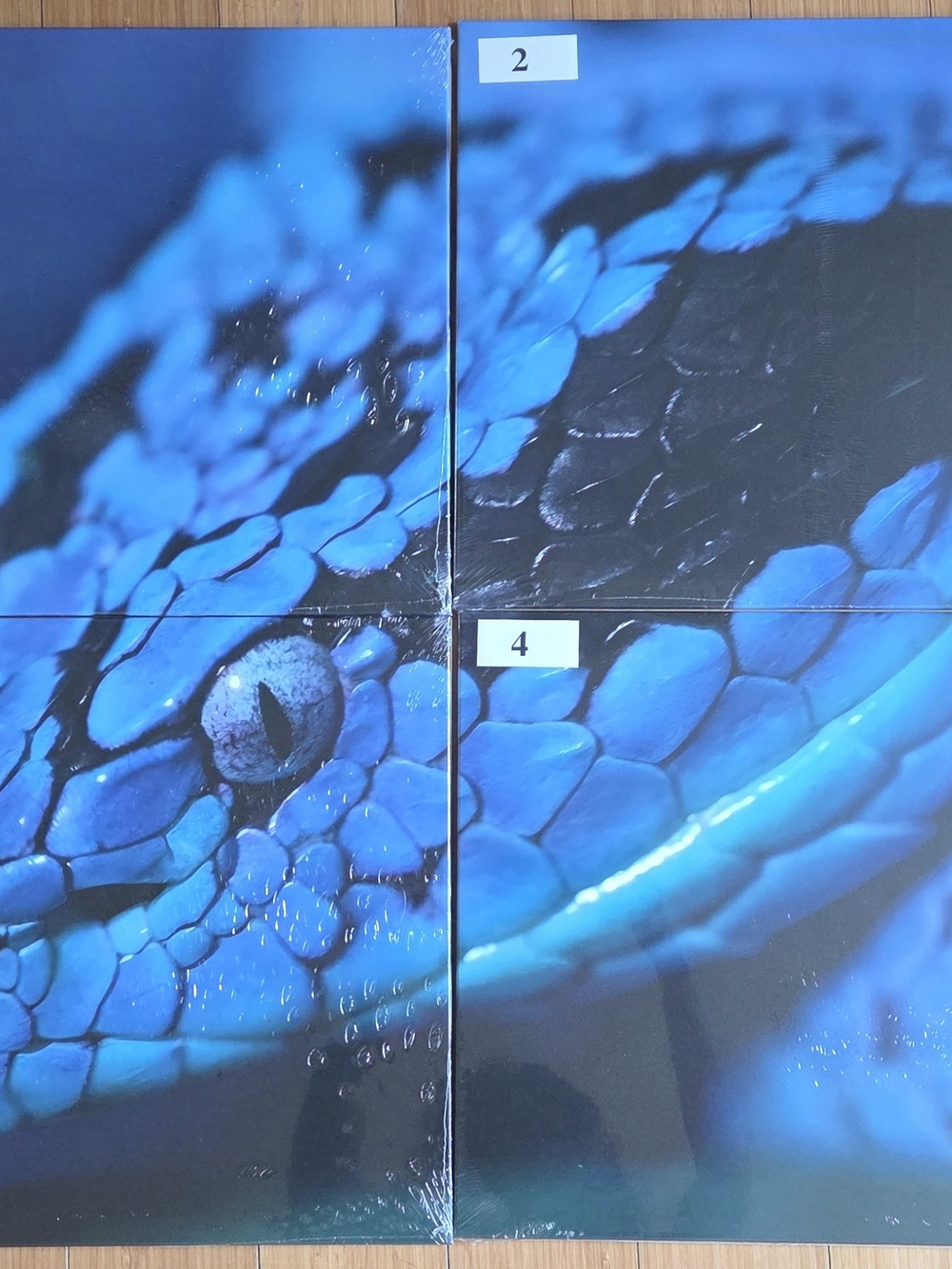 Blue Snake Reptile Wall Art